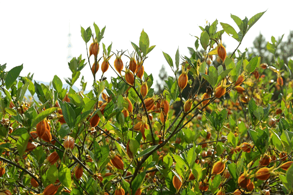 梔子樹(shù)